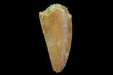 Serrated, Raptor Tooth - Real Dinosaur Tooth #94117-1
